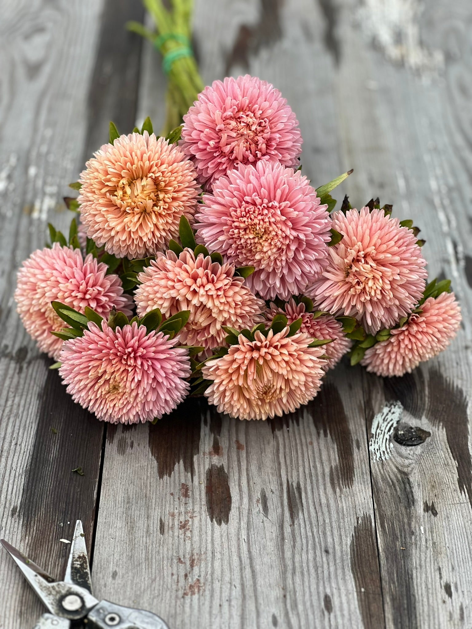 Aster Chrisantella Flamingo at Sunset - therapyofflowers.comseeds