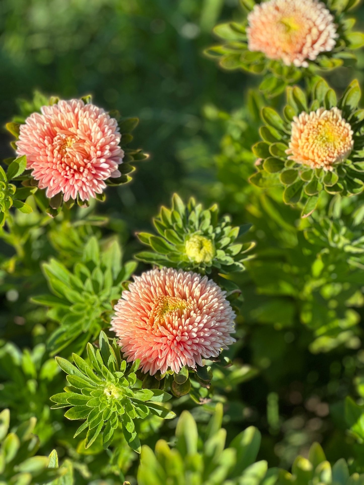 Aster Chrisantella Flamingo at Sunset - therapyofflowers.comseeds