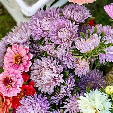 Aster Chrisantella Lilac Mist - therapyofflowers.comflowers