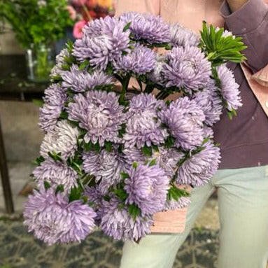 Aster Chrisantella Lilac Mist - therapyofflowers.comflowers