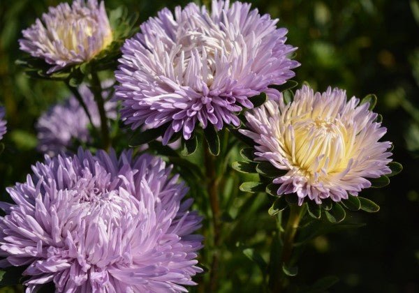 Aster Chrisantella Lilac Mist - therapyofflowers.comflowers