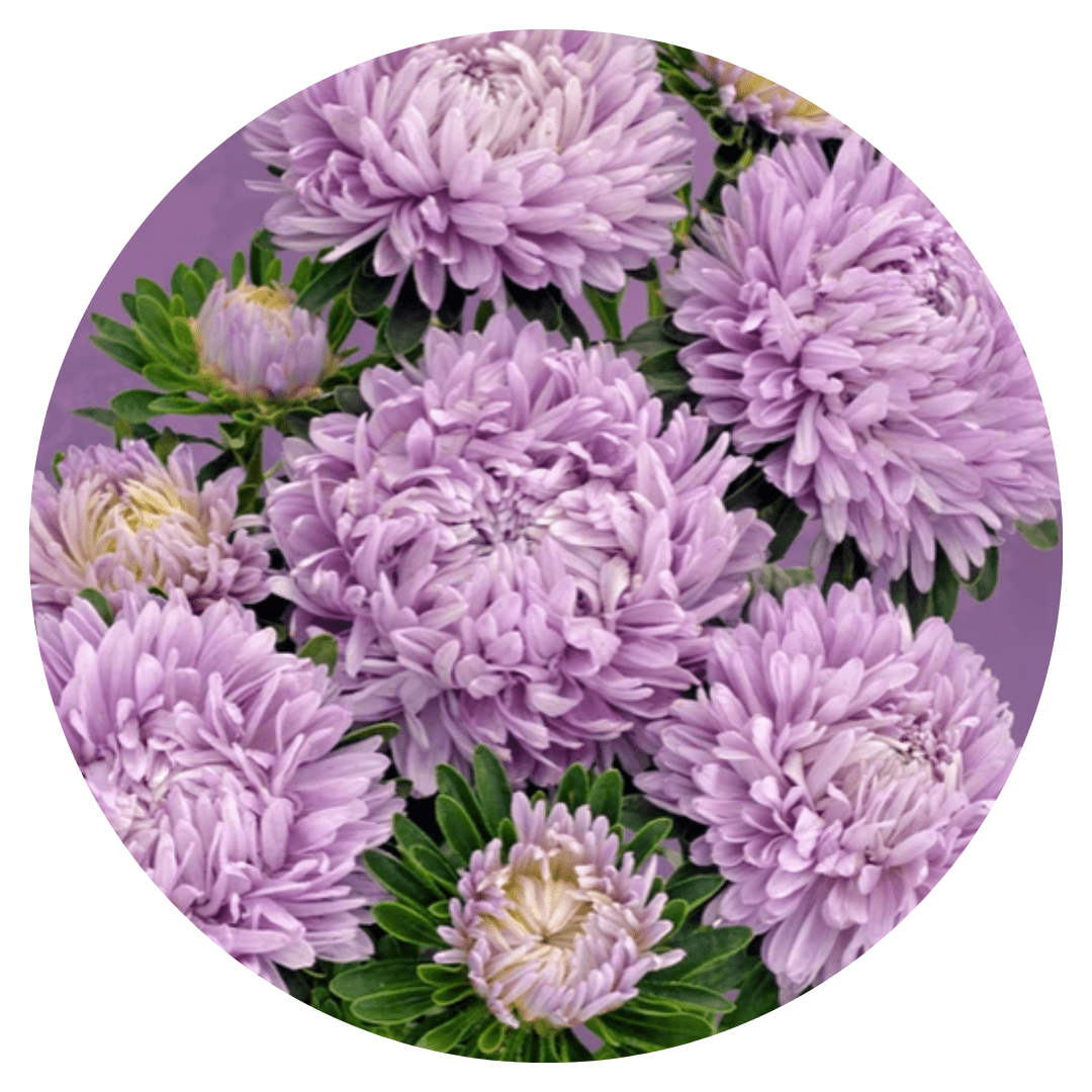 Aster Chrisantella Lilac Mist - therapyofflowers.comflowers