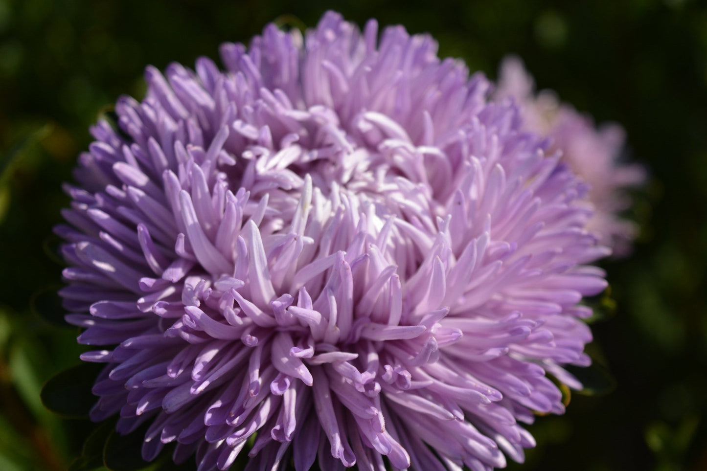 Aster Chrisantella Lilac Mist - therapyofflowers.comflowers