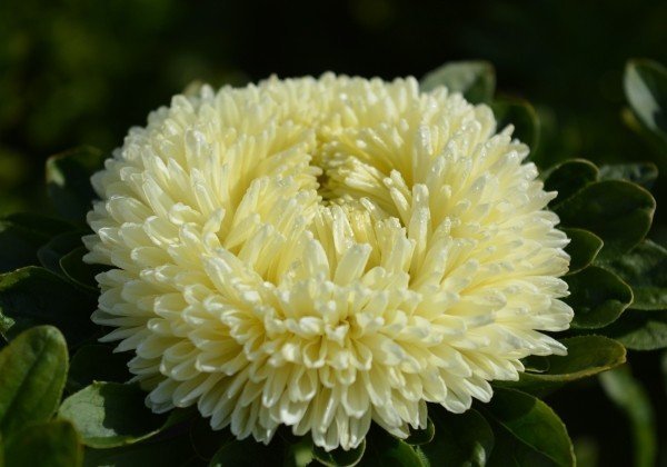 Aster Chrisantella Limoncello - therapyofflowers.comSeeds