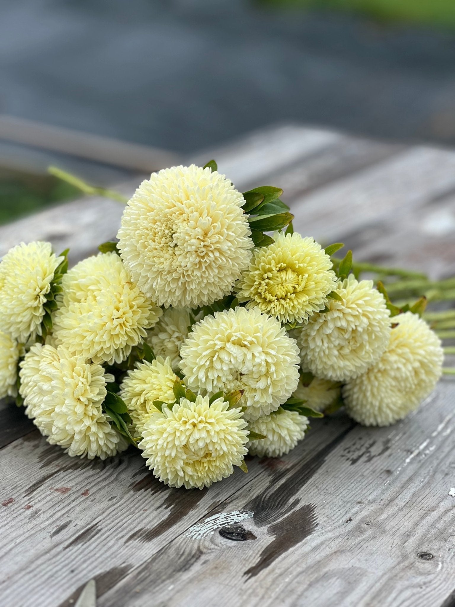 Aster Chrisantella Limoncello - therapyofflowers.comSeeds