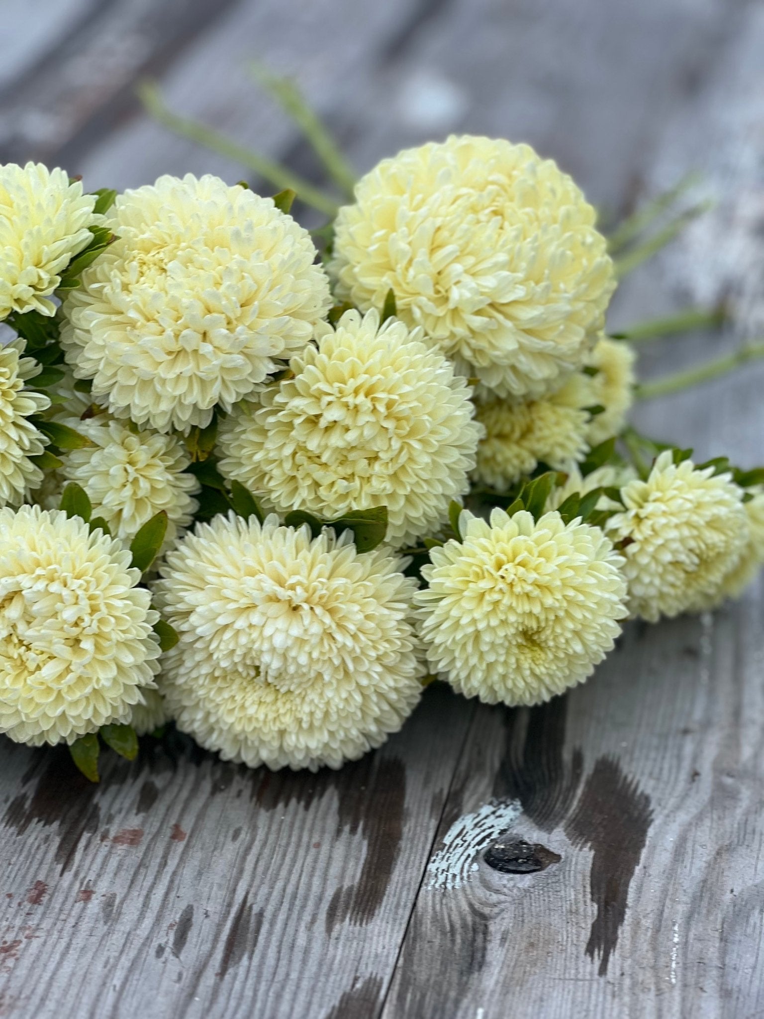 Aster Chrisantella Limoncello - therapyofflowers.comSeeds