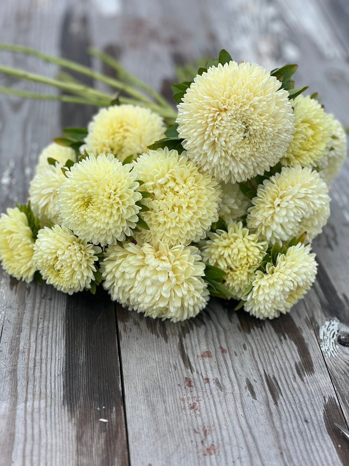 Aster Chrisantella Limoncello - therapyofflowers.comSeeds