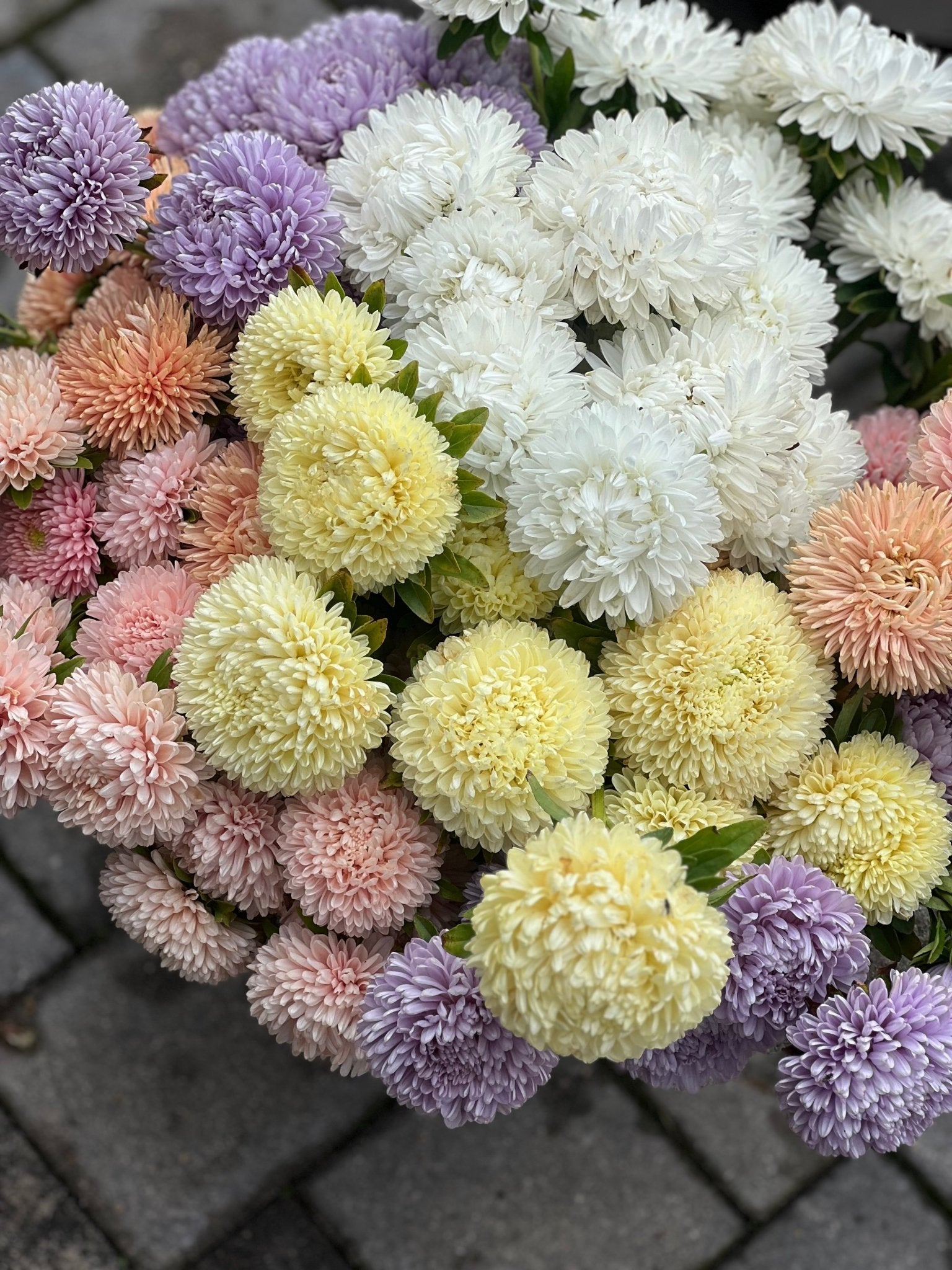 Aster Chrisantella Limoncello - therapyofflowers.comSeeds