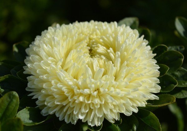 Aster Chrisantella Limoncello - therapyofflowers.comflowers