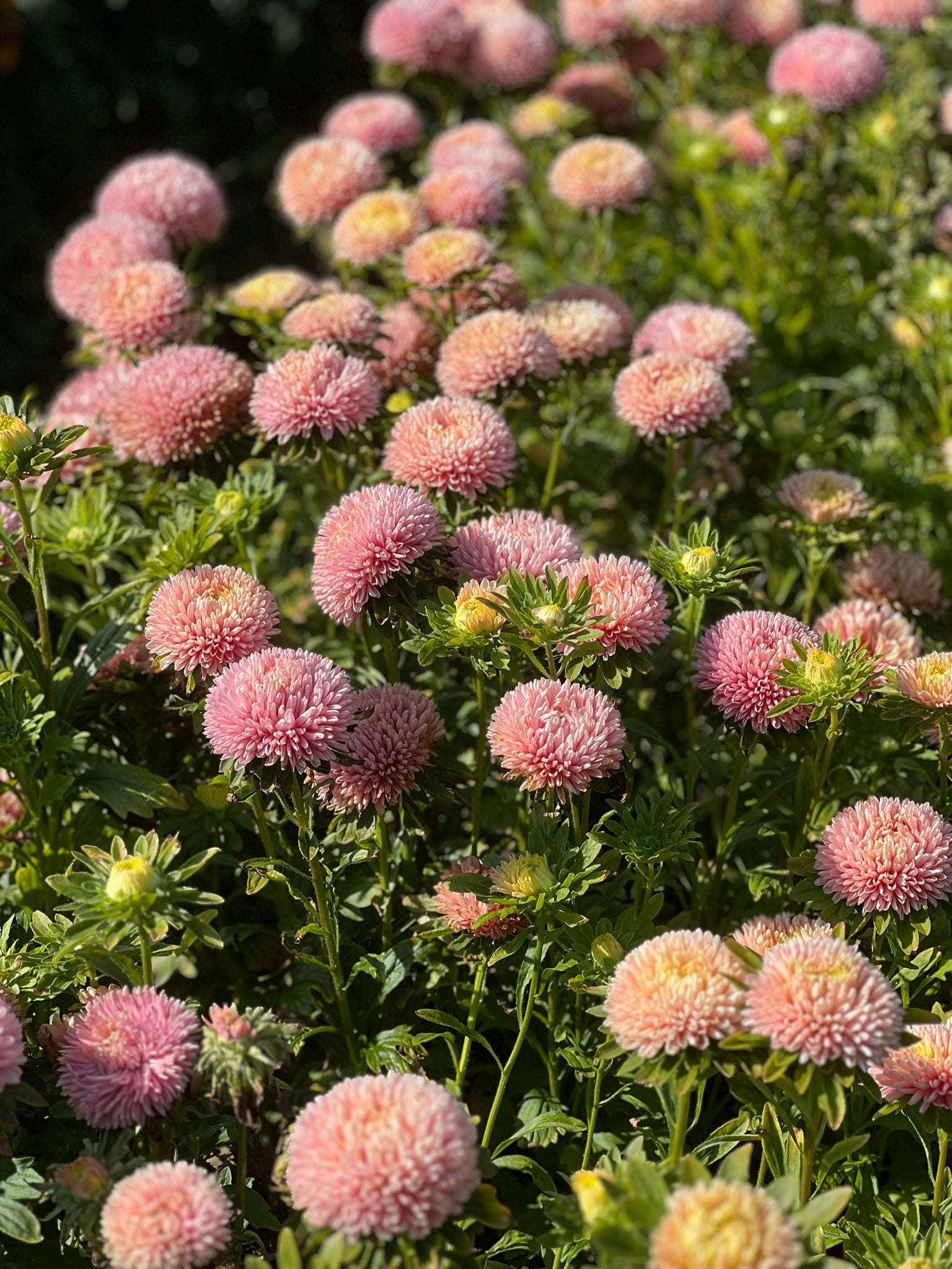 Aster Chrisantella Lotos Flower - therapyofflowers.comSeeds