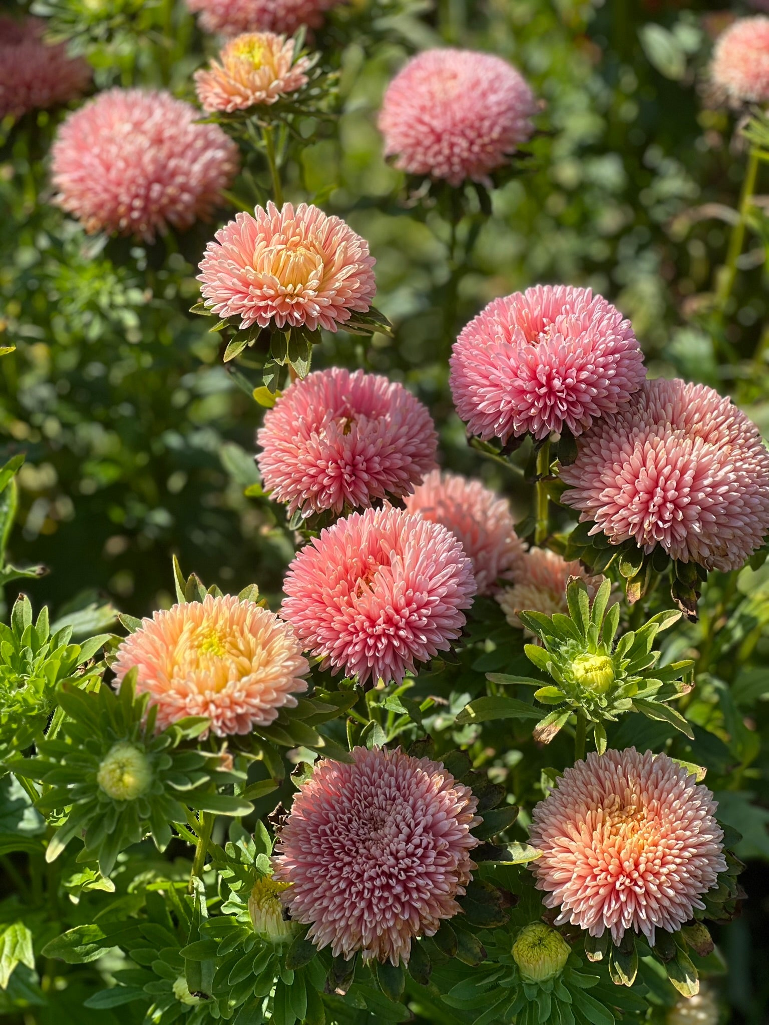 Aster Chrisantella Lotos Flower - therapyofflowers.comSeeds