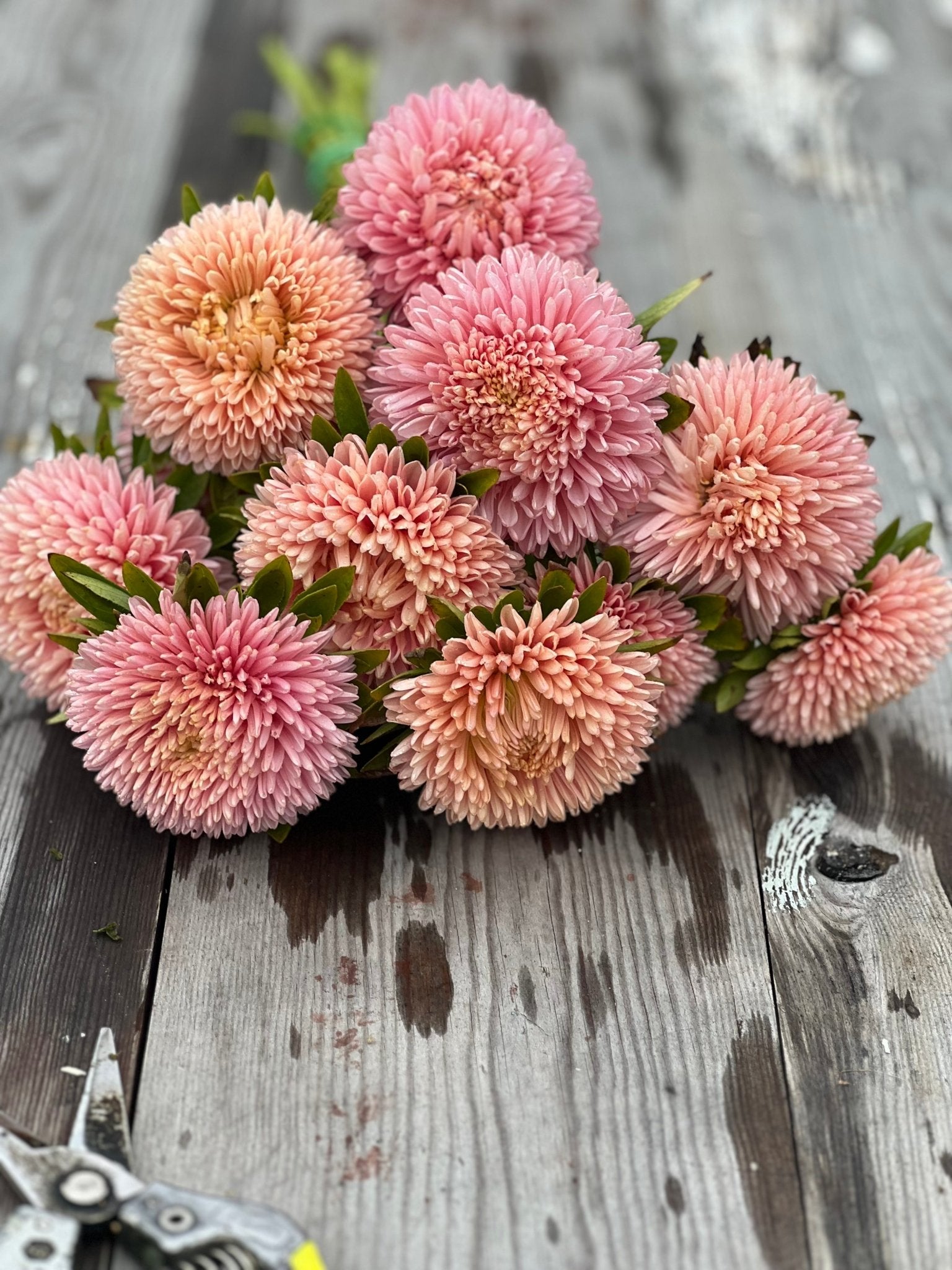 Aster Chrisantella Lotos Flower - therapyofflowers.comflowers