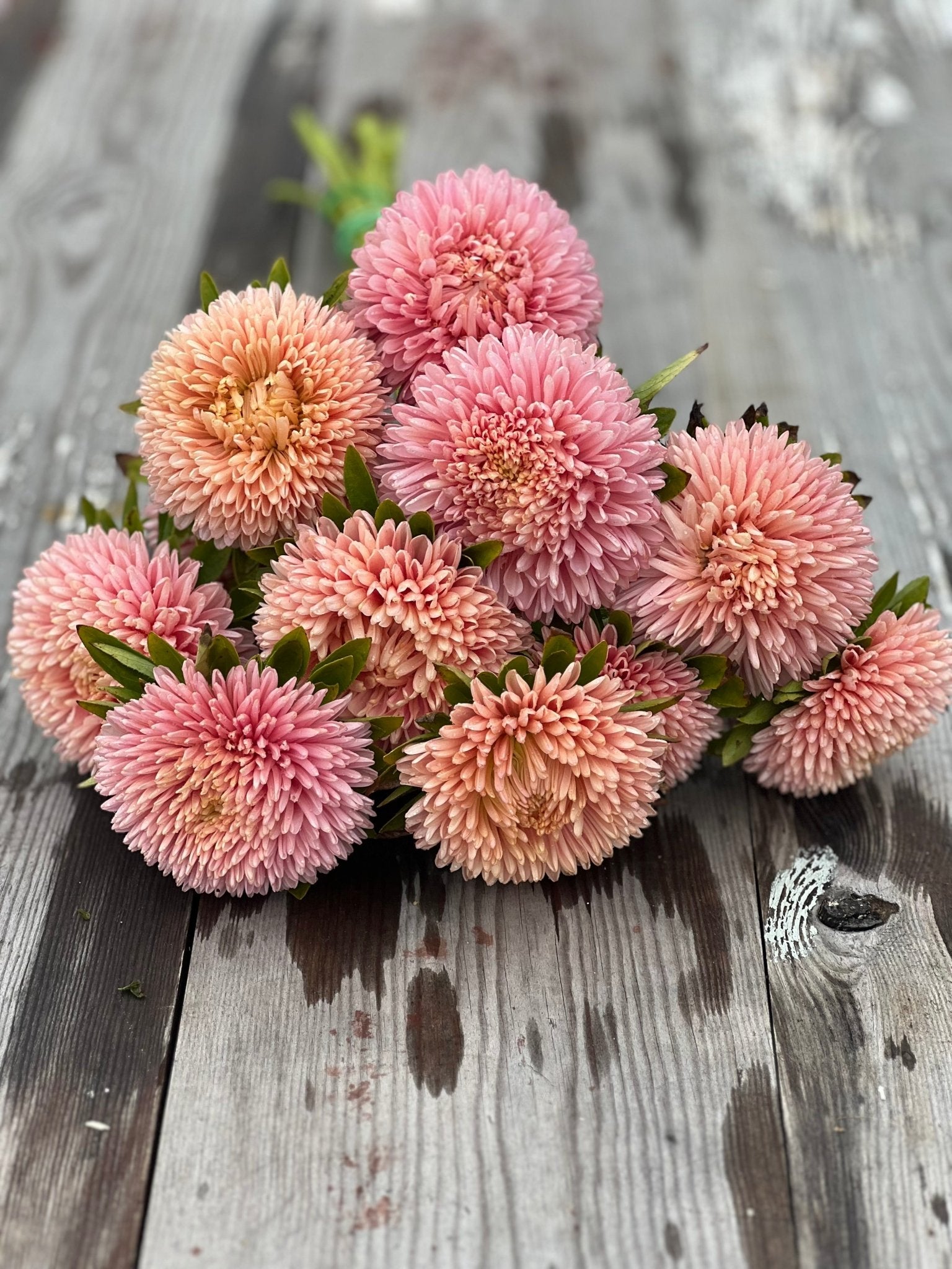 Aster Chrisantella Lotos Flower - therapyofflowers.comflowers