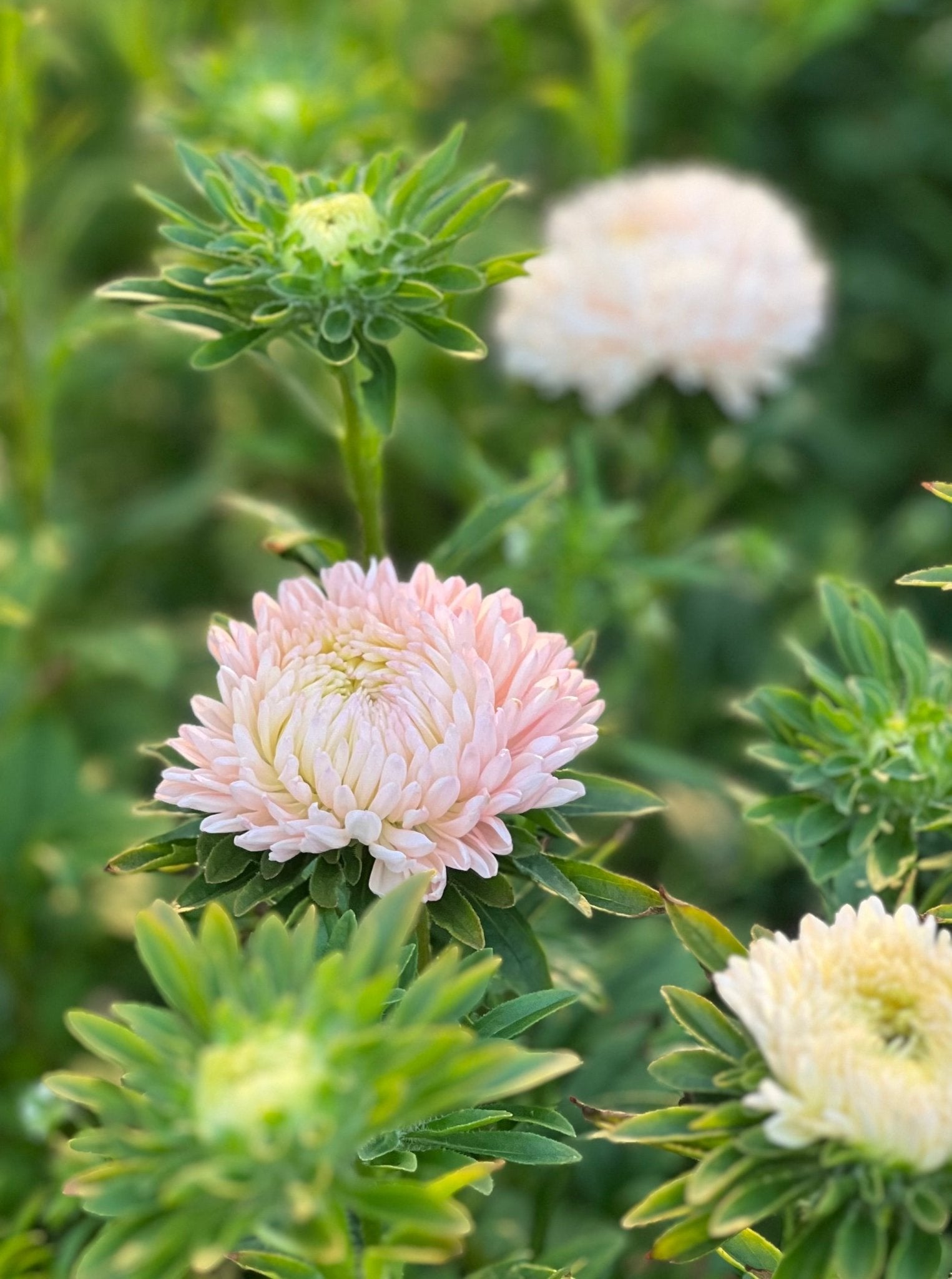 Aster Chrisantella Lotos Flower - therapyofflowers.comflowers