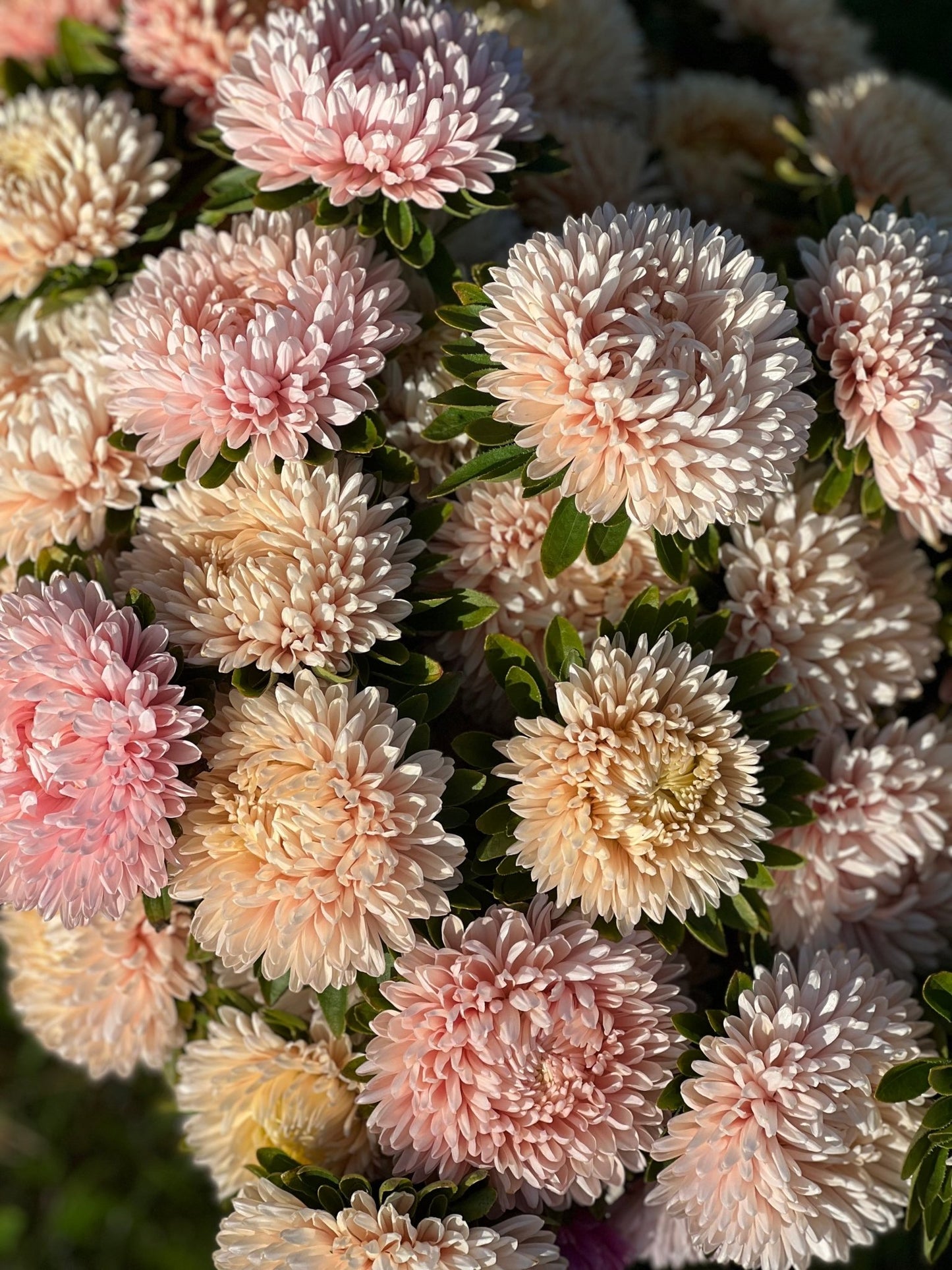 Aster Chrisantella Lotos Flower - therapyofflowers.comSeeds