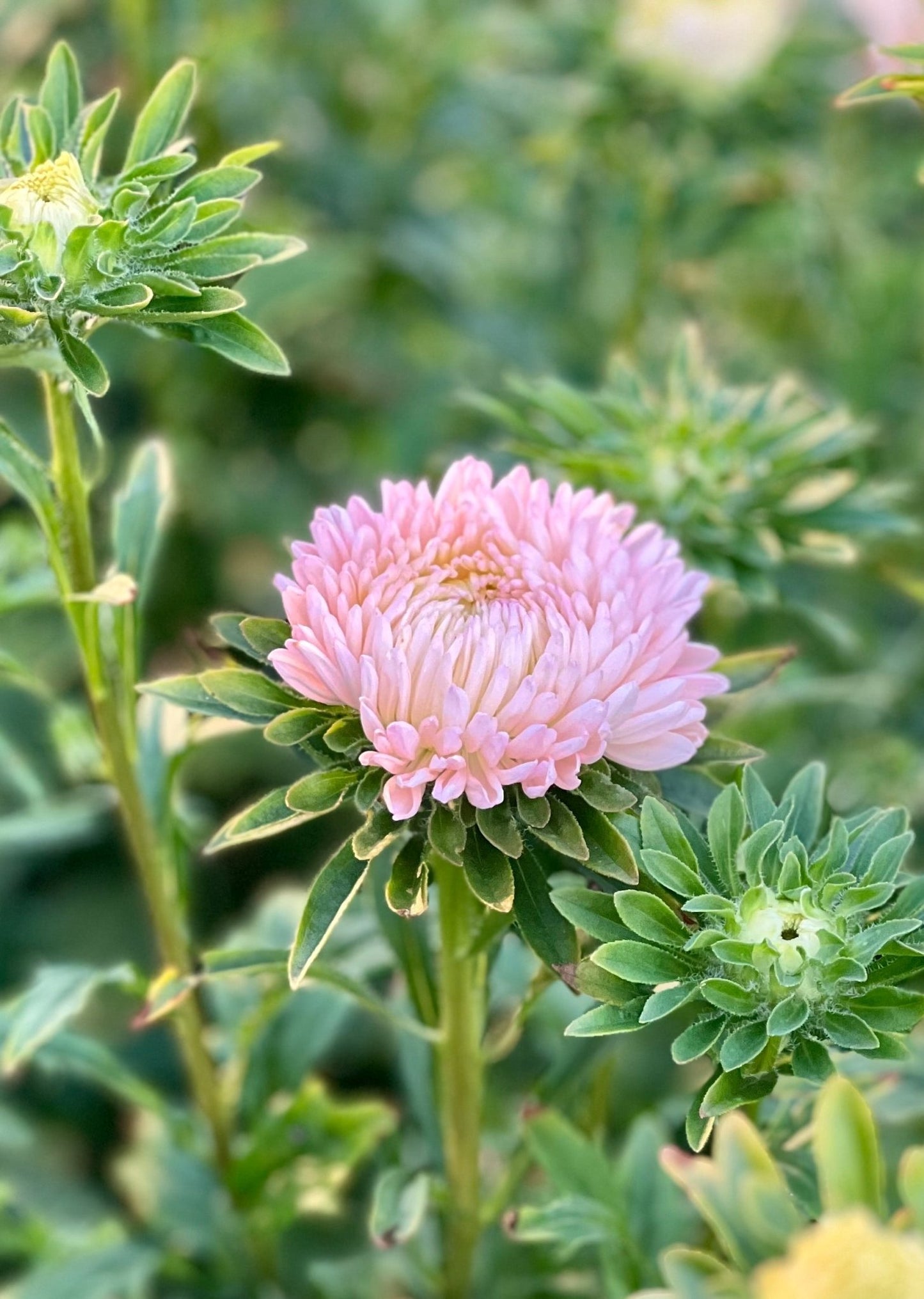 Aster Chrisantella Lotos Flower - therapyofflowers.comflowers