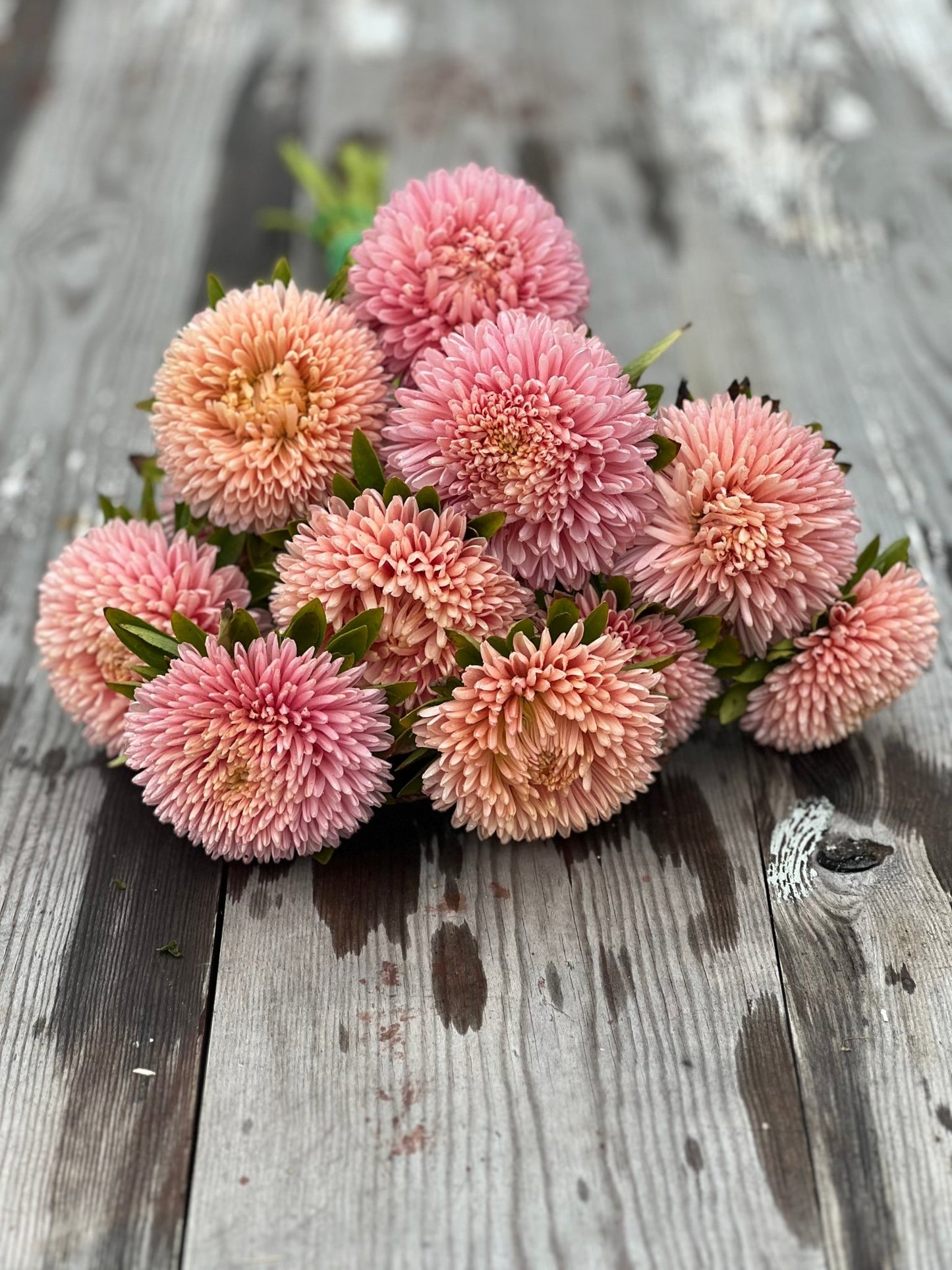 Aster Chrisantella Lotos Flower - therapyofflowers.comflowers