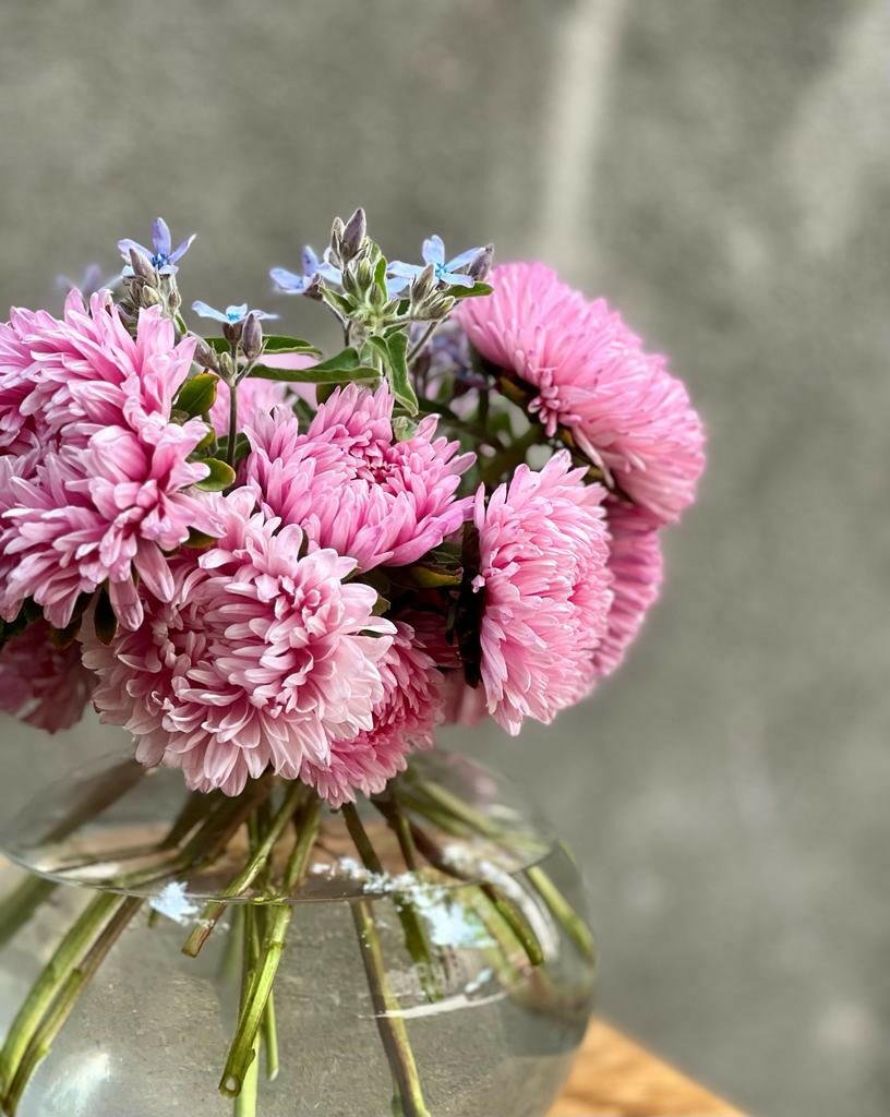 Aster Chrisantella Love Me Tender - therapyofflowers.comflowers