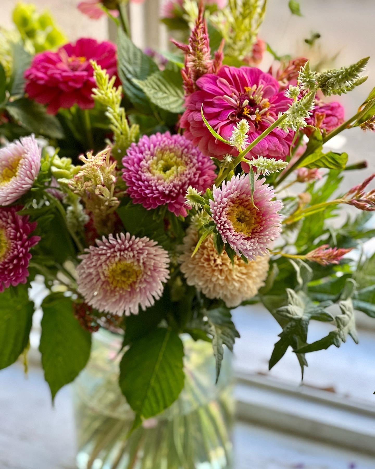 Aster Harlekin Light Rose - therapyofflowers.comflowers