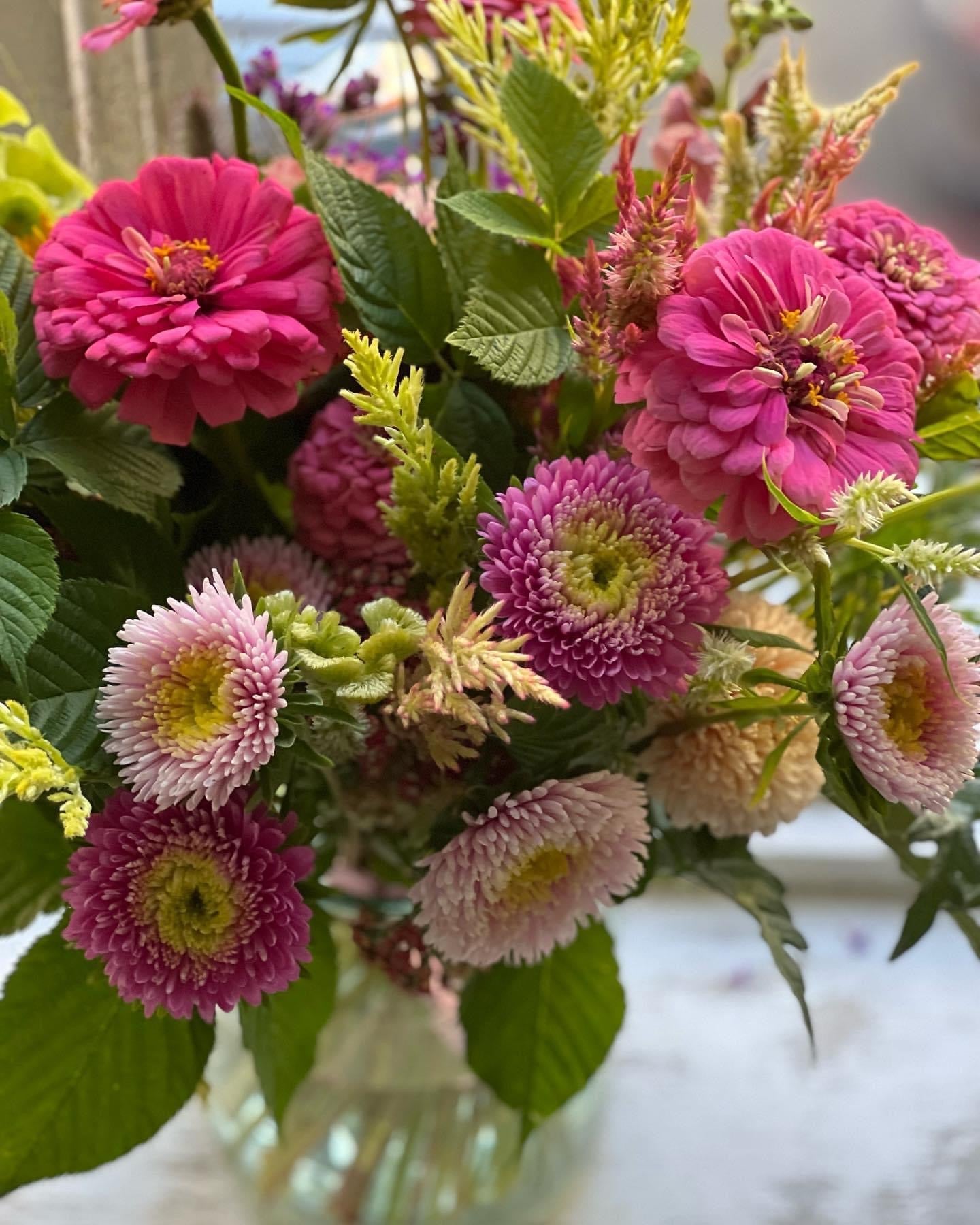 Aster Harlekin Light Rose - therapyofflowers.comflowers