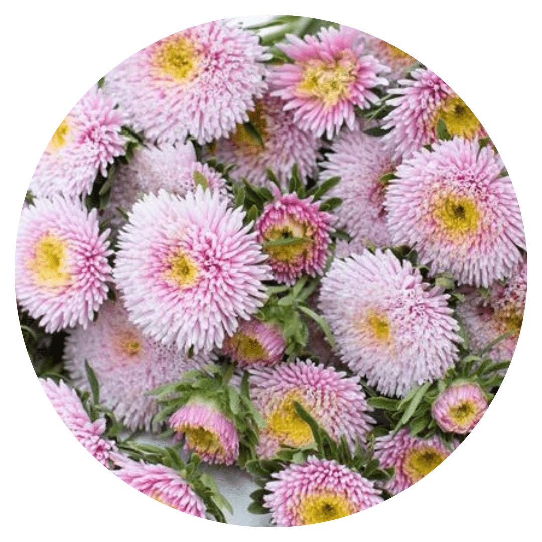 Aster Harlekin Light Rose - therapyofflowers.comflowers