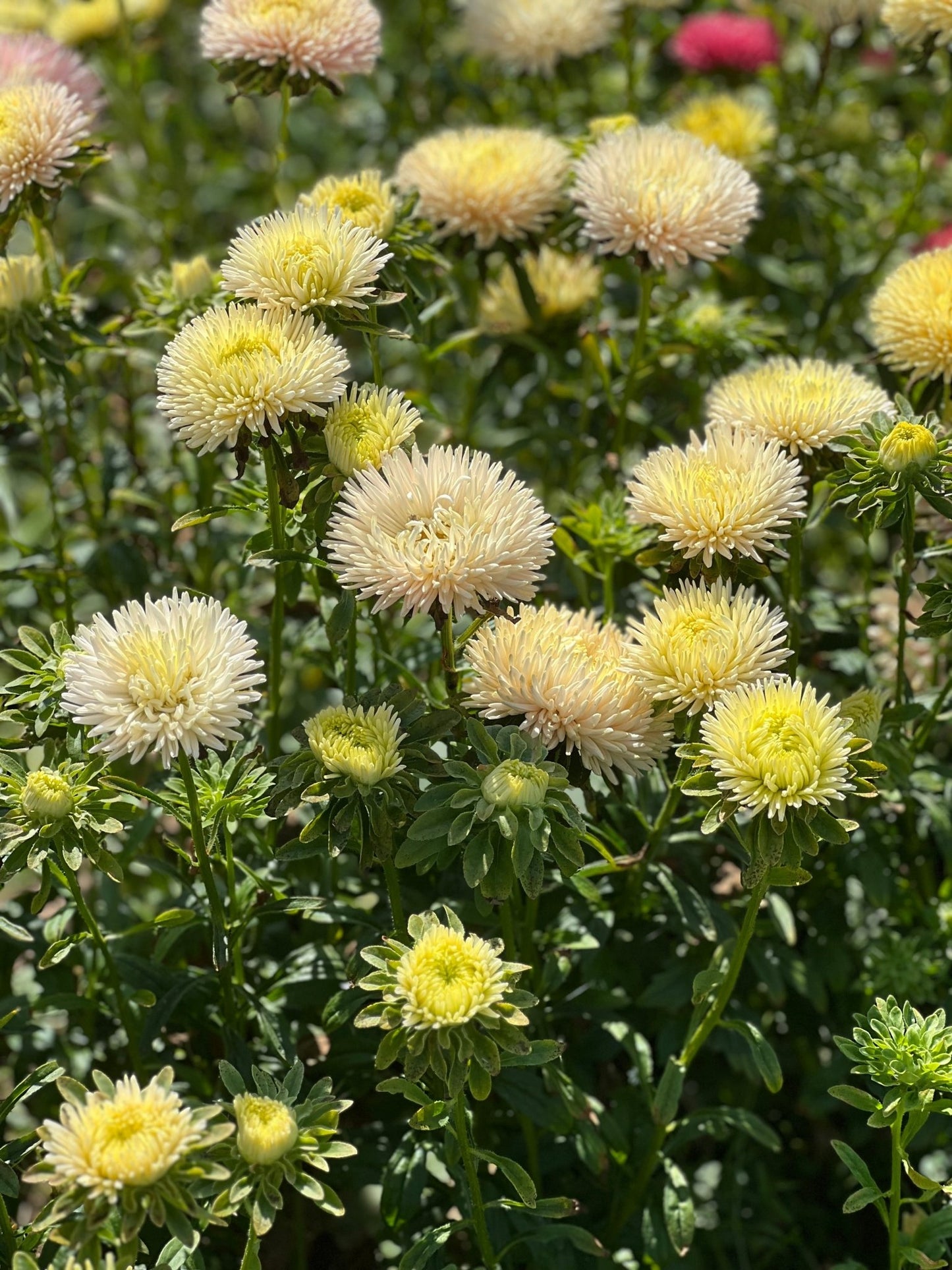 Aster Juwel Gold Rose - therapyofflowers.comflowers