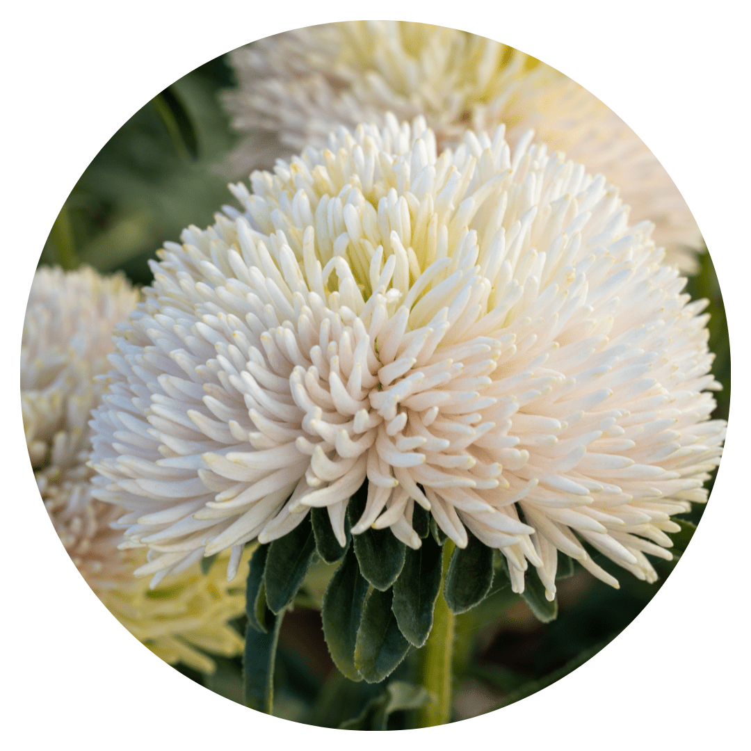 Aster Juwel Gold Rose - therapyofflowers.comflowers