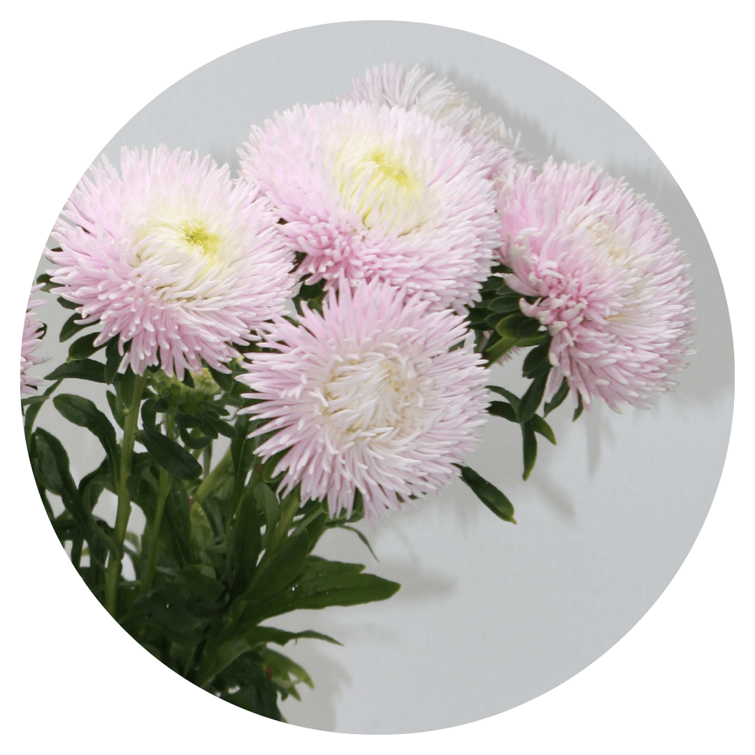 Aster Juwel Rose quartz, white - rose - therapyofflowers.comseeds