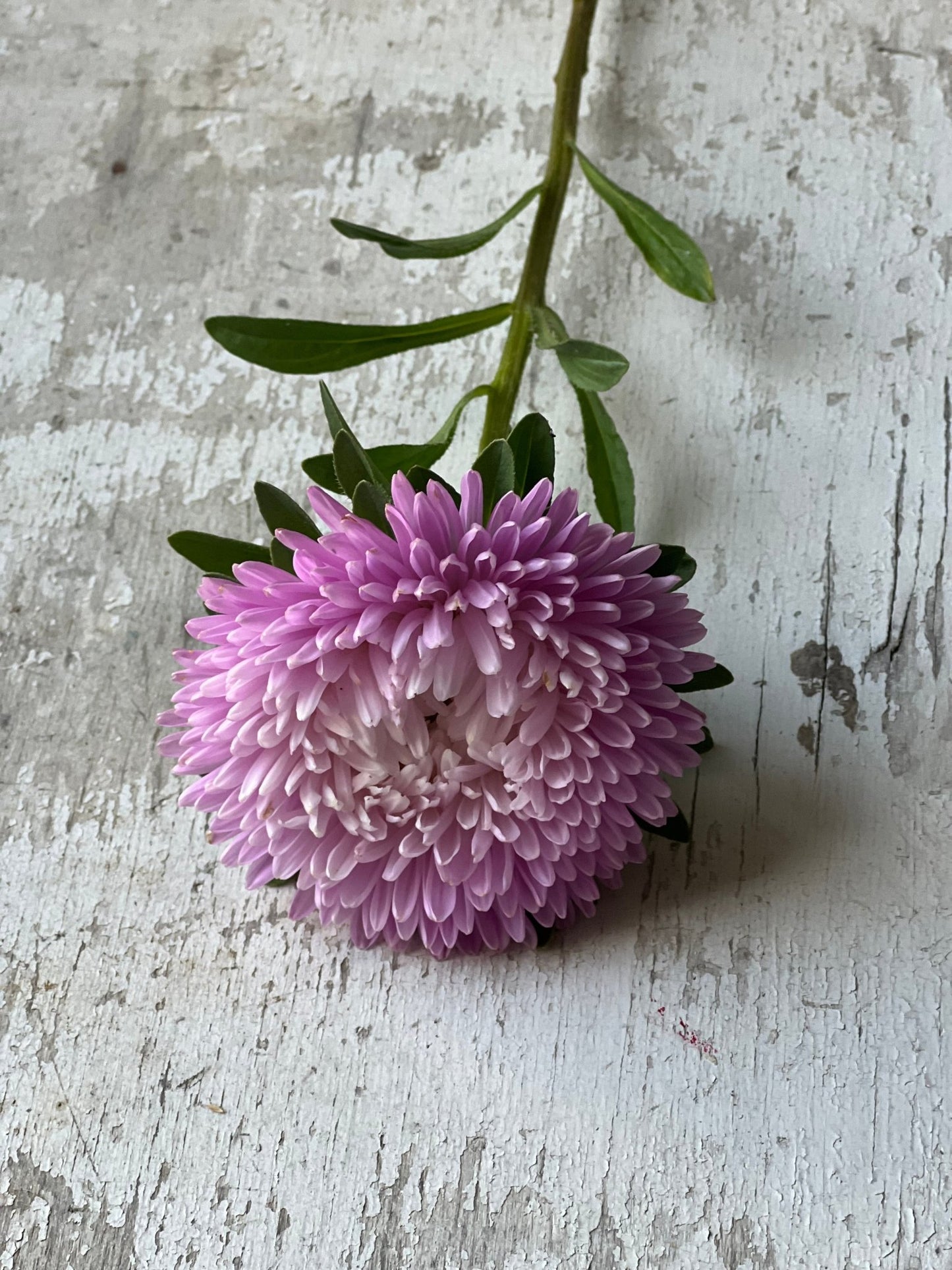 Aster Juwel Rose quartz, white - rose - therapyofflowers.comseeds