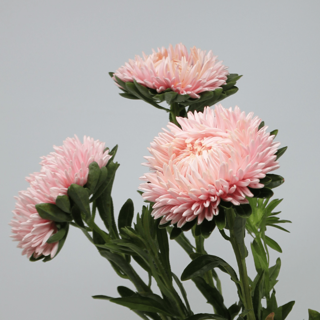 Aster Lady Coral® Salmon - therapyofflowers.comflowers