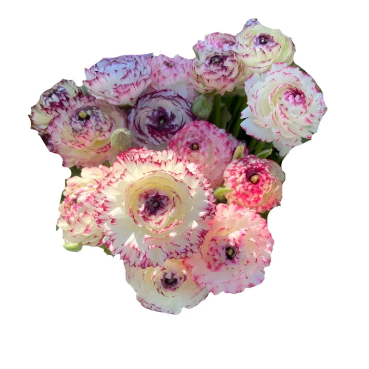 Ranunculus Elegance® STRIATO