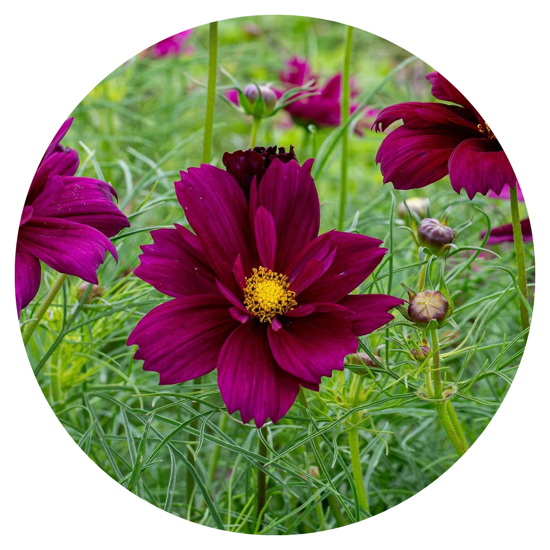 Cosmos bipinnatus Fandango