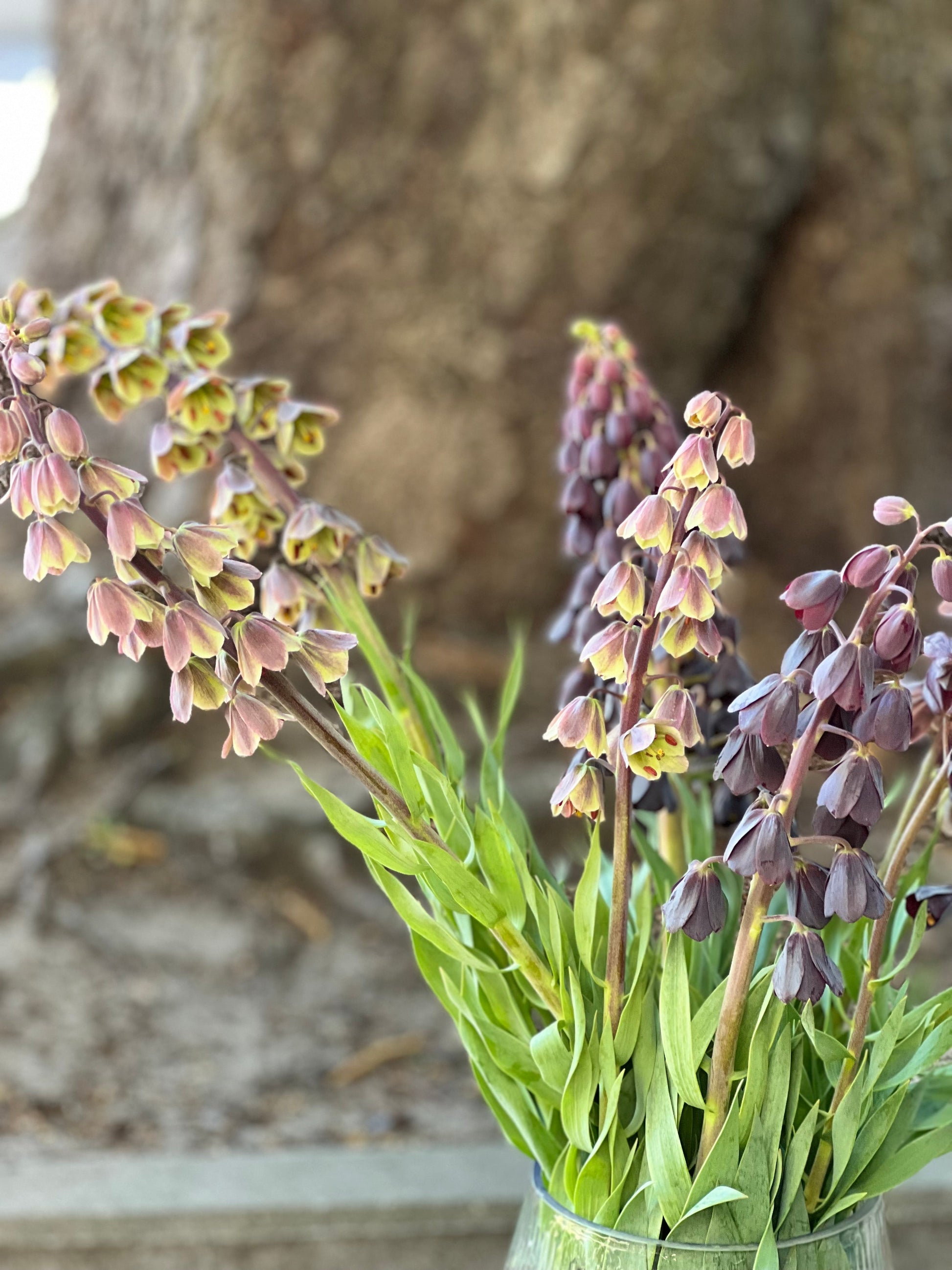 Fritillaria persica Magic Bells therapyofflowers.com