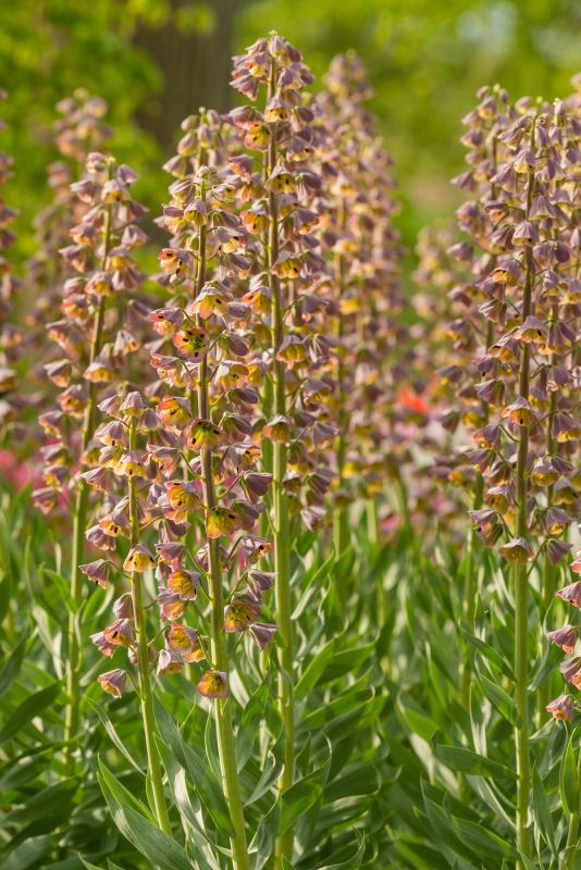 Fritillaria persica Magic Bells therapyofflowers.com