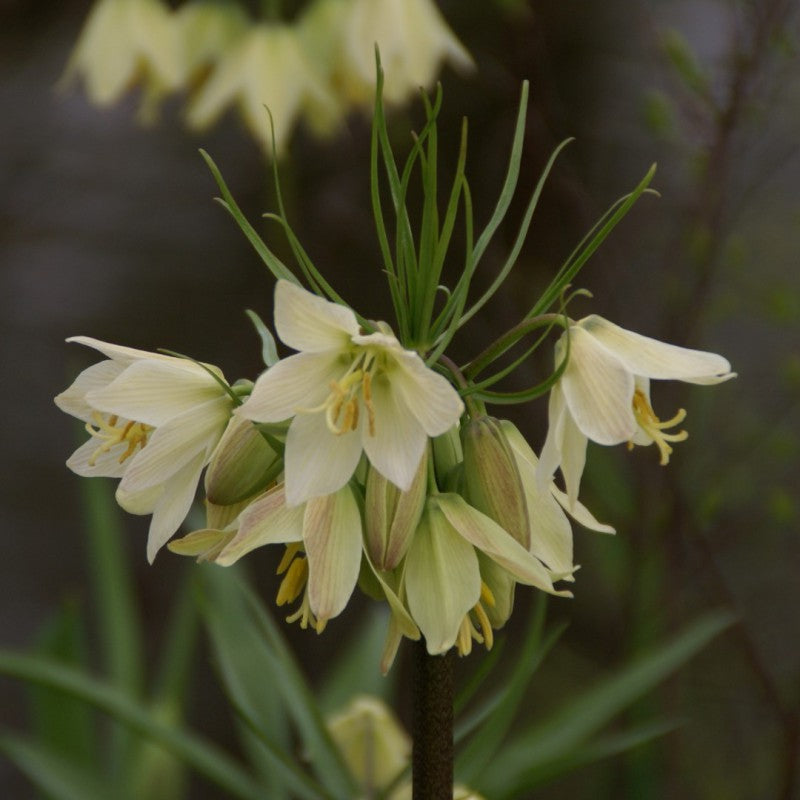 Fritillaria Raddeana