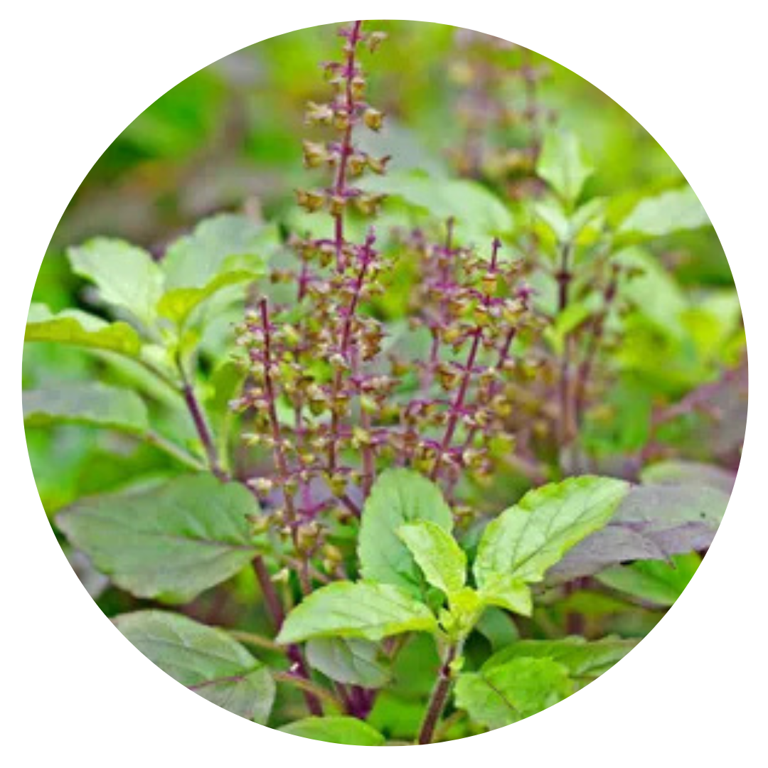 Ocimum tenuiflorum | Basilica Red | Holy Basil