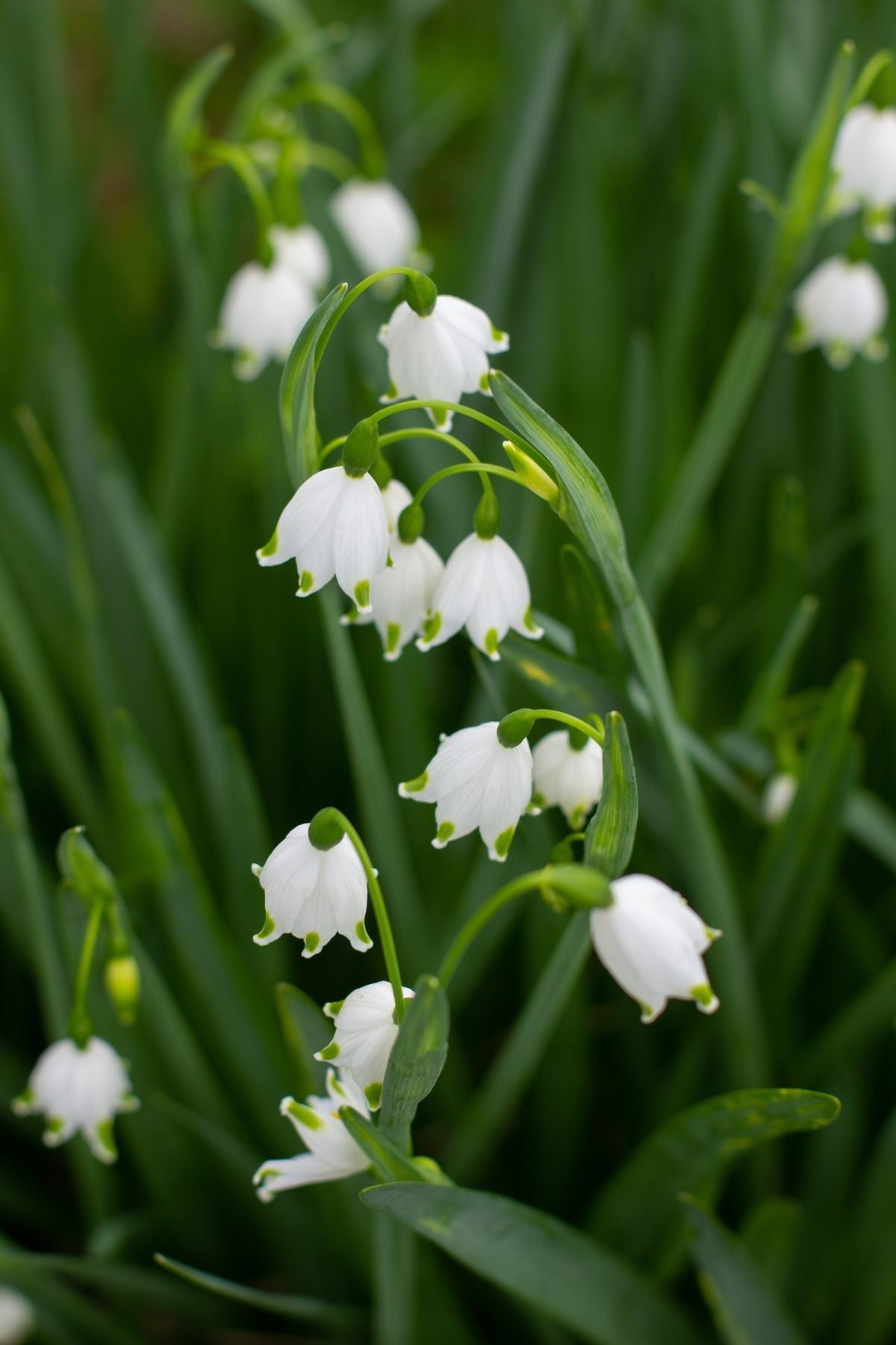 Leucojum aestivum | Summer Snowflake therapyofflowers.com