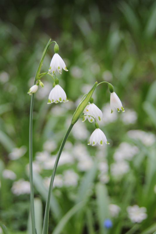 Leucojum aestivum | Summer Snowflake therapyofflowers.com