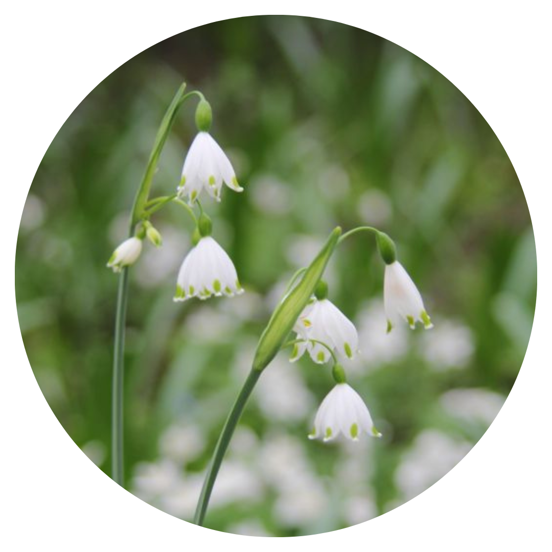 Leucojum aestivum | Summer Snowflake therapyofflowers.com