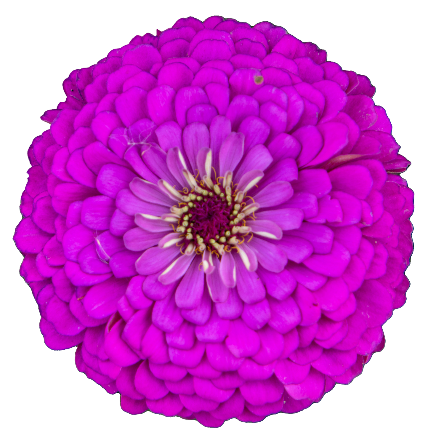 Zinnia elegans Benary's Giant Lilac