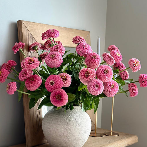 Zinnia elegans Lilliput Rose