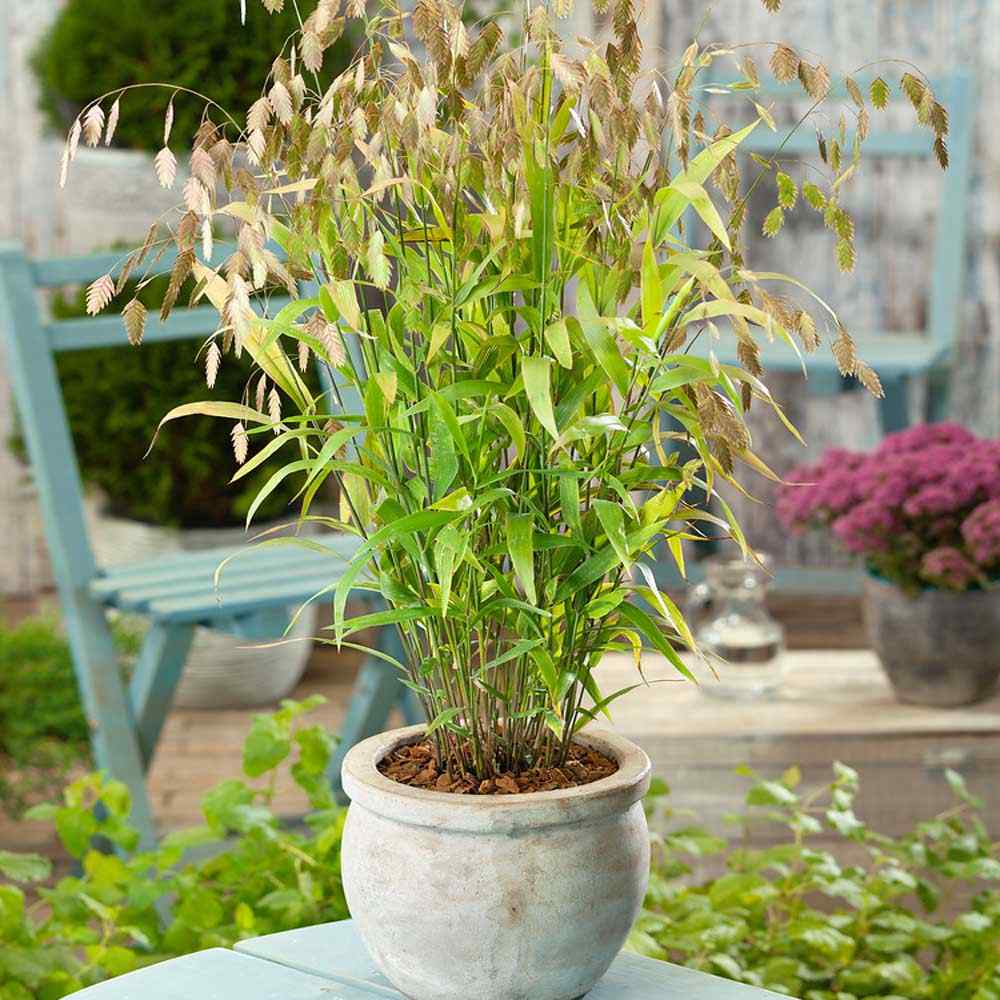 Chasmanthium latifolium Green Dangles | Spangle Grass |  Sea Oats