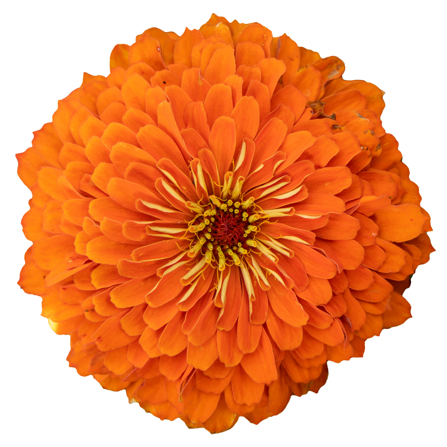 Zinnia elegans Benary's Giant Orange