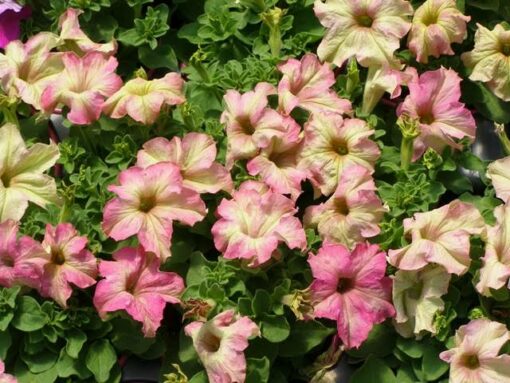 Petunia grandiflora Sophistica Antique Shades F1