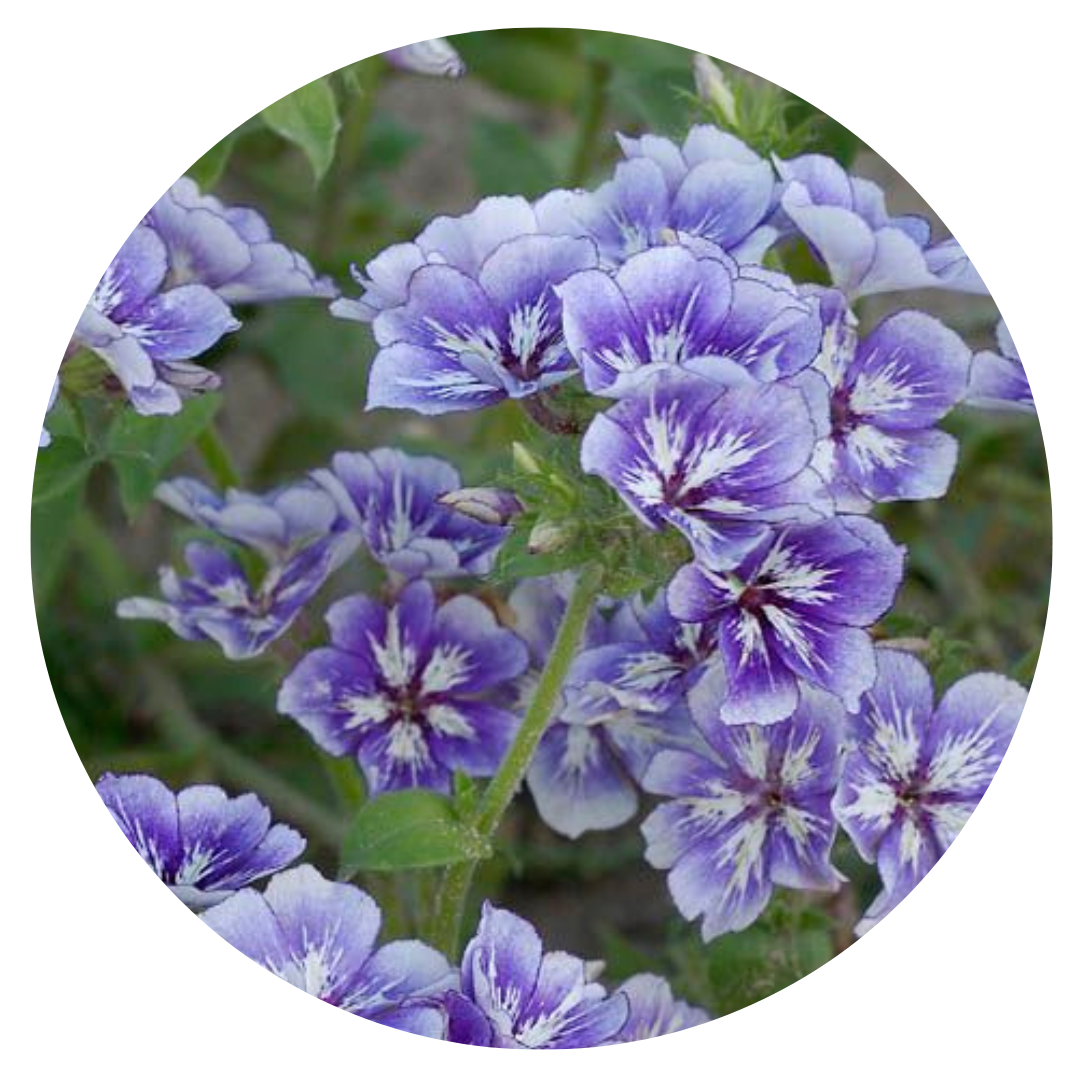 Phlox Drummondii Sugar Stars | Annual Phlox - 50 + seeds / 50 cm - Seeds