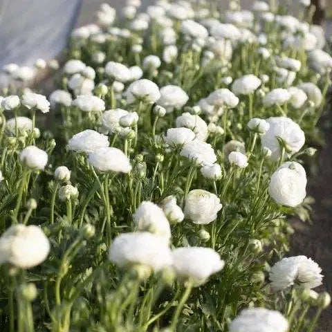 Ranunculus Elegance® BIANCO 2.