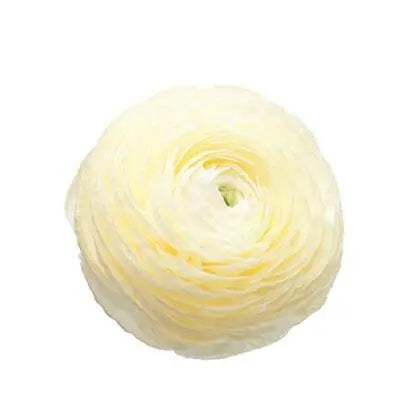 Ranunculus Elegance® CREMA light.