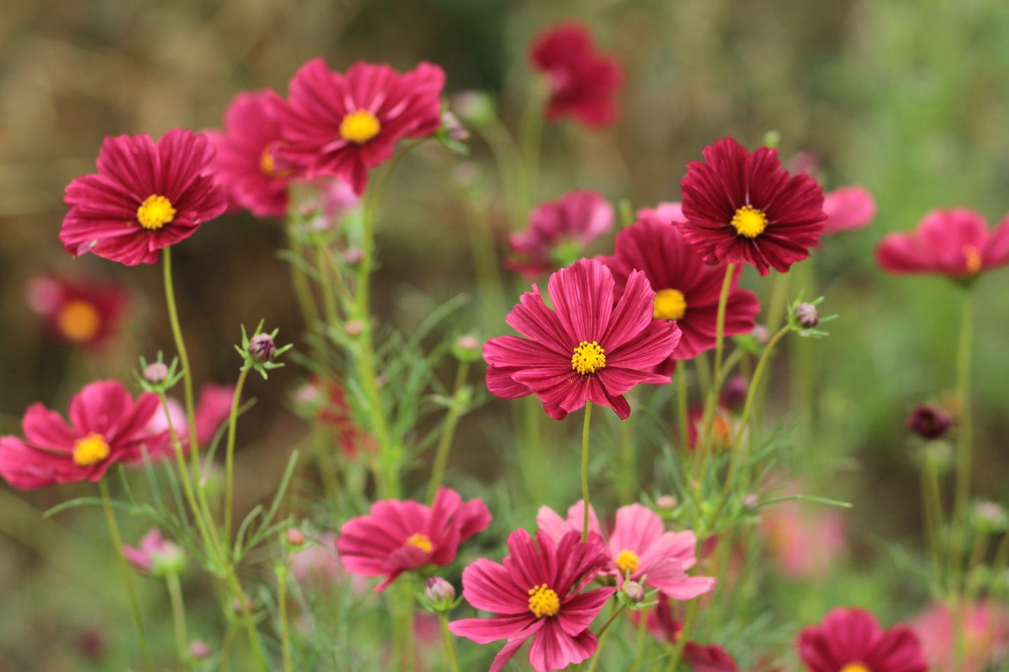 Cosmos bipinnatus Rubenza