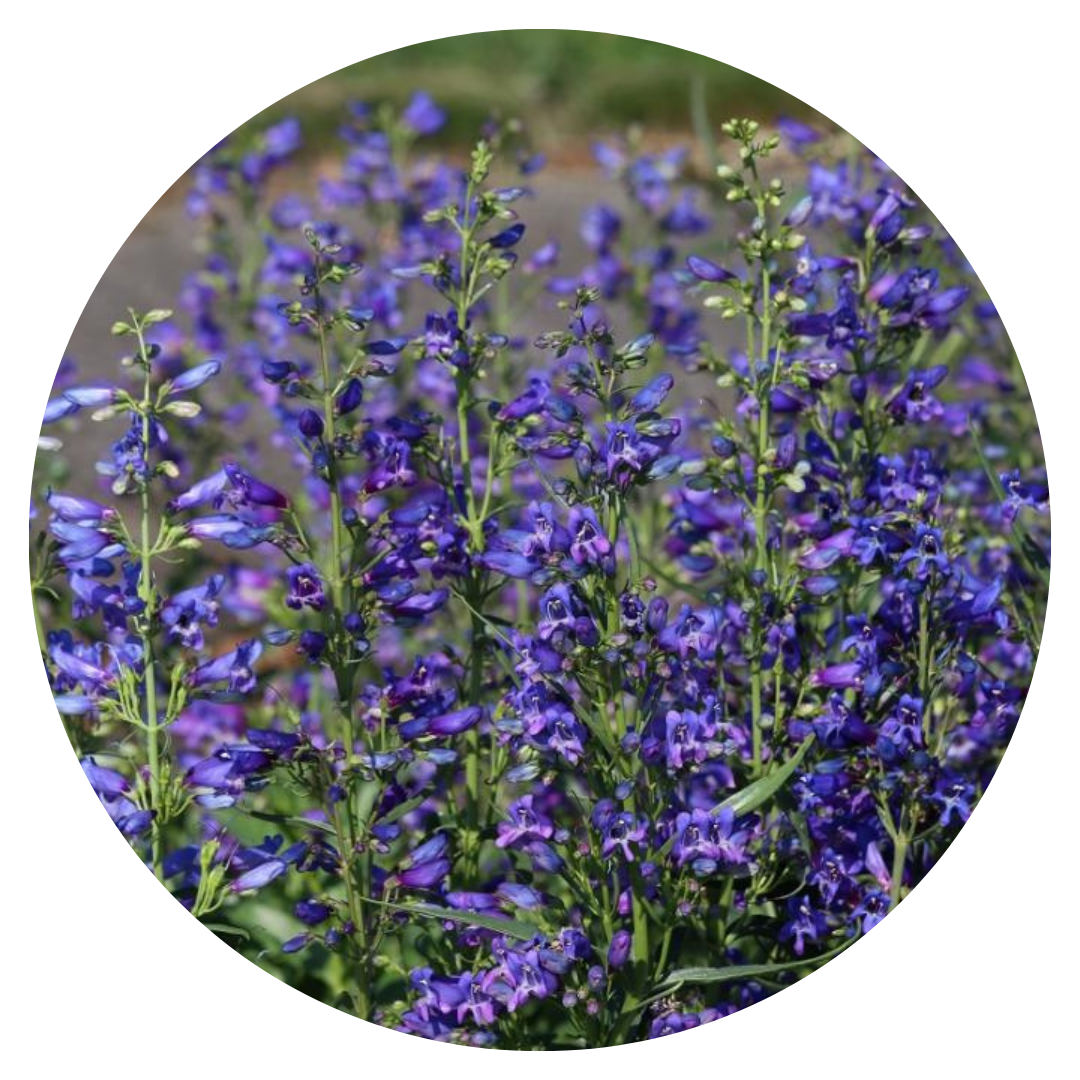 Penstemon barbatus Twizzle Blue