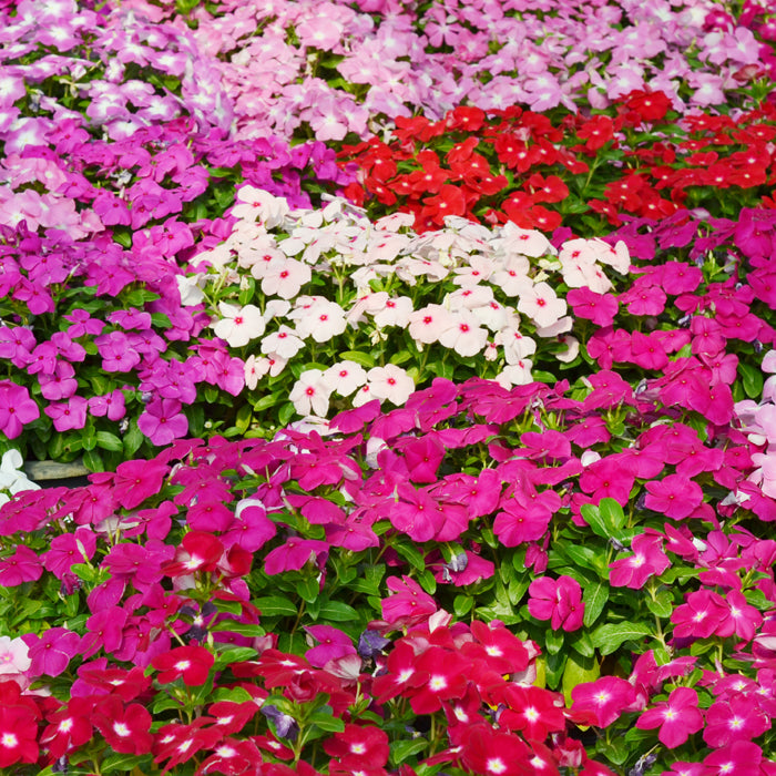 Vinca Mega Bloom® Mix F1 | Catharanthus roseus